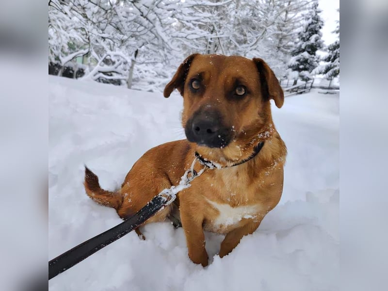 Dunna eine freundliche kleine Hündin