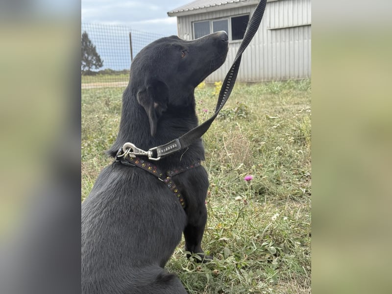 Brut ein kleiner Traumhund Brut ein kleiner Traumhund