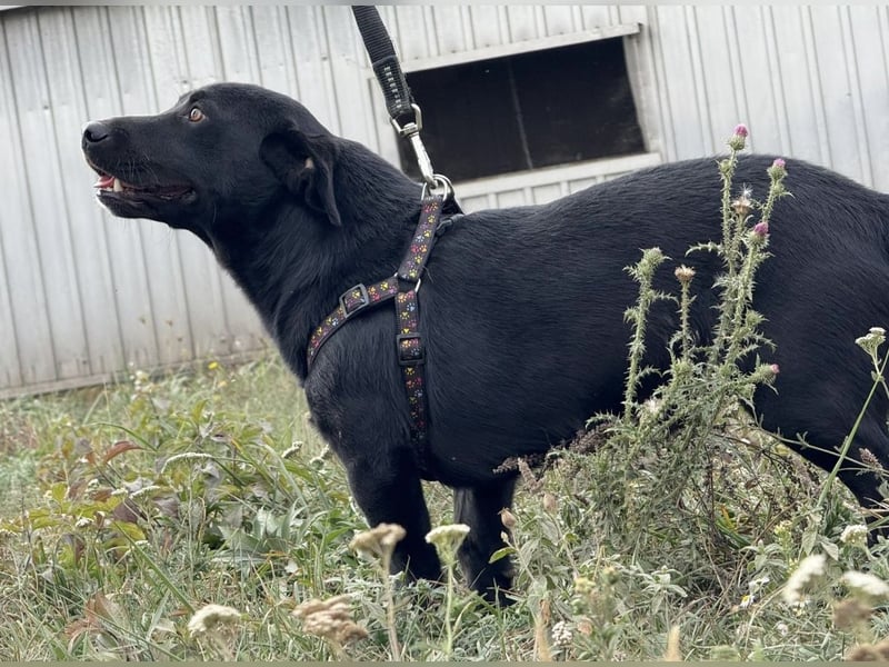 Brut ein kleiner Traumhund Brut ein kleiner Traumhund