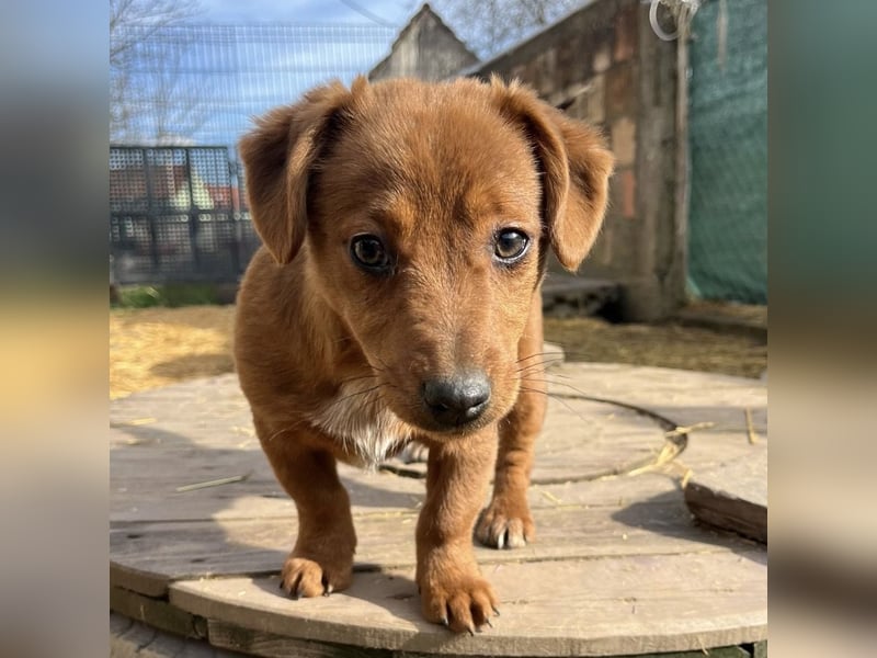 Bina ein freundliches Hundemädchen