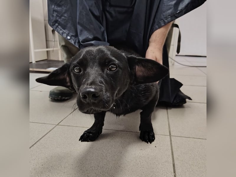 Elowen ein schwarzer Sonnenschein