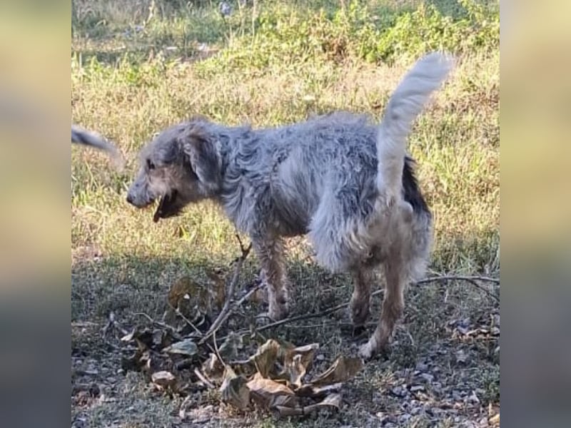 Chilly ein winziger Schatz