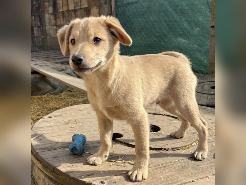 Lin ein verspielter freundlicher