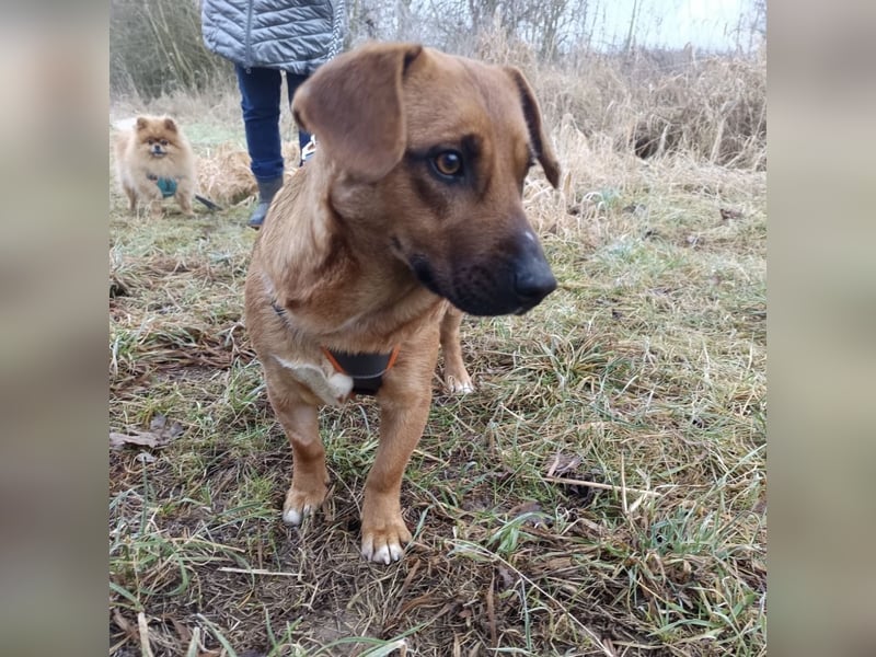 Dunna ein Engel auf vier Pfoten