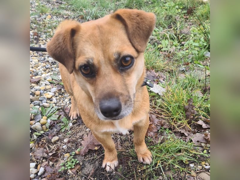 Gilbert ein kleiner freundlicher