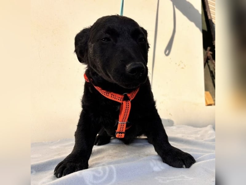 Buli ein Welpe zum Knuddeln