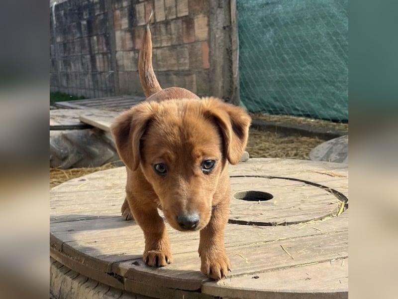 Bina ein freundliches Hundemädchen