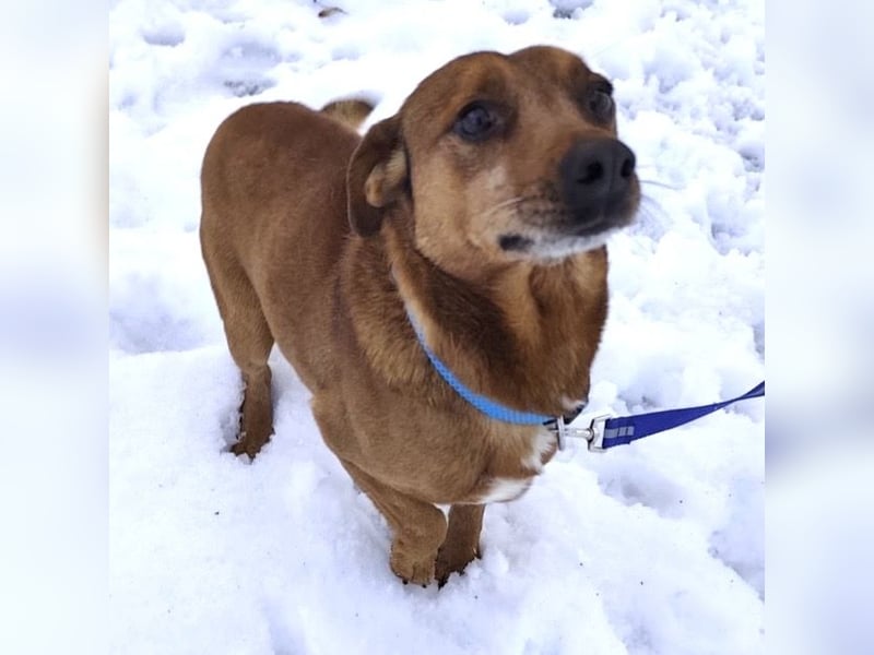 Moon ein super freundlicher Hundebub