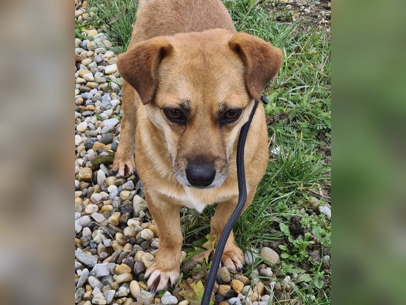 Gilbert ein kleiner freundlicher