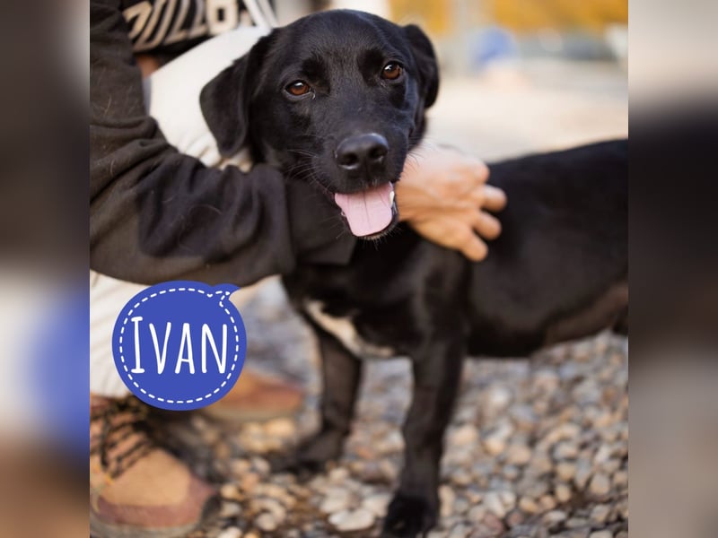 Ivan ein perfekter kleiner Familienhund