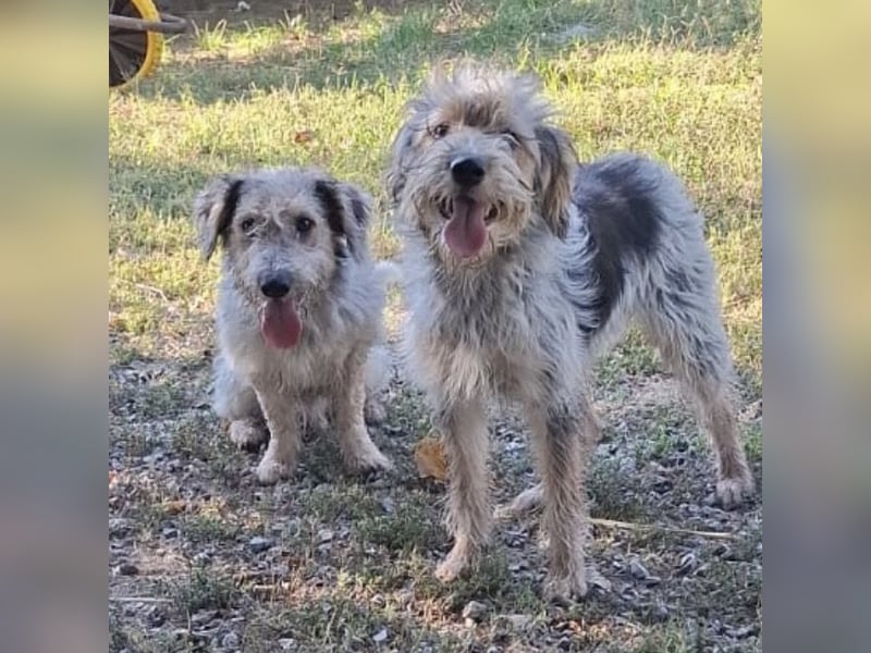 Chilly ein winziger Schatz