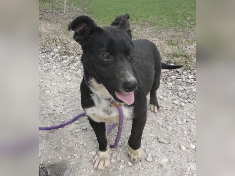 Amelie eine kleine freundliche Hündin