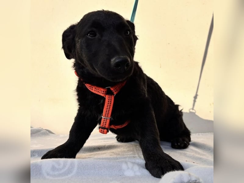 Buli ein Welpe zum Knuddeln