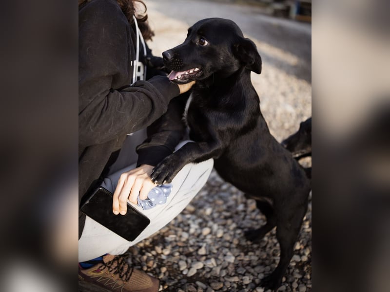 Ivan ein perfekter kleiner Familienhund