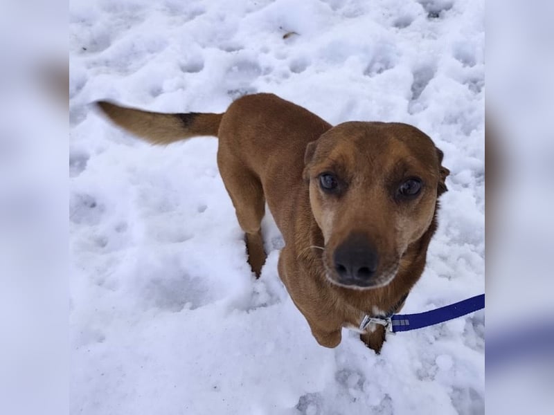 Moon ein super freundlicher Hundebub