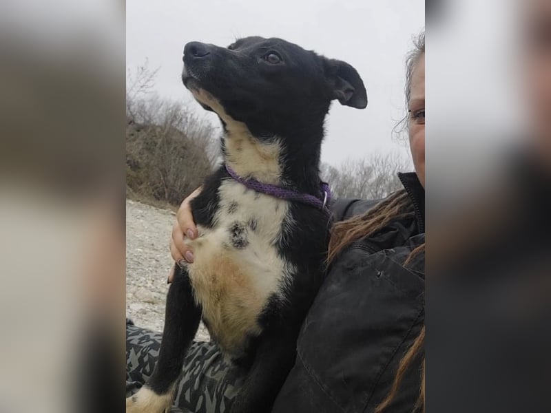 Amelie eine kleine freundliche Hündin