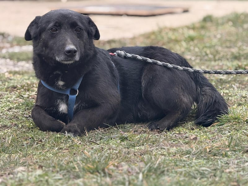 Pelle ein super lieber Hundebub