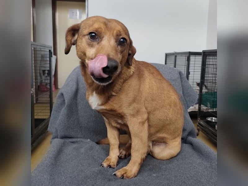 Moon ein super freundlicher Hundebub