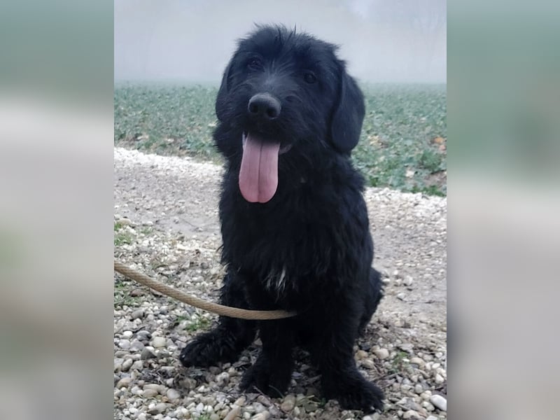 Pajdo ein fröhlicher Hundebub