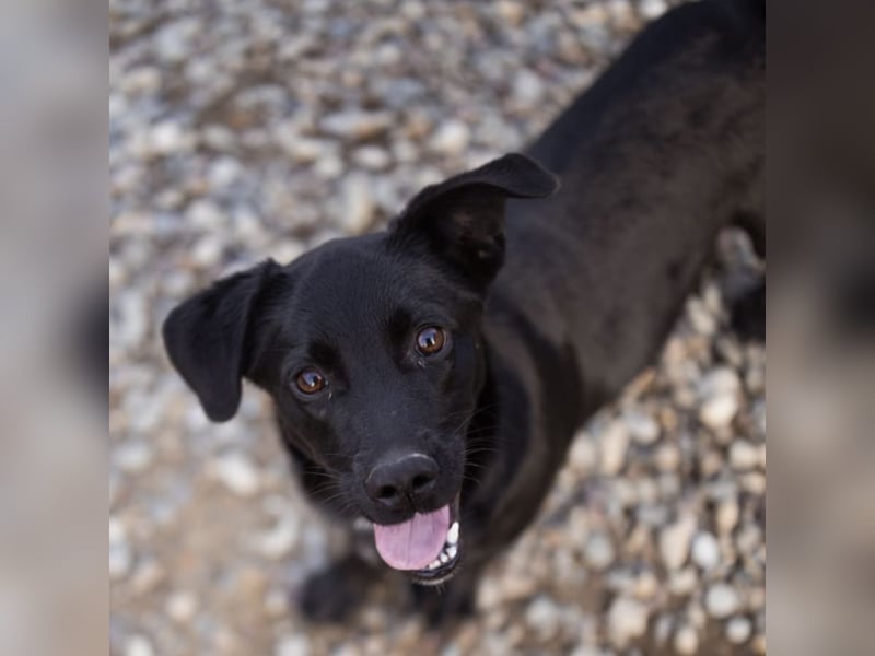 Ivan ein perfekter kleiner Familienhund