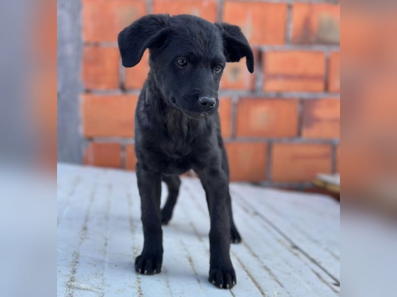 Jody ein winziges Welpenmädchen