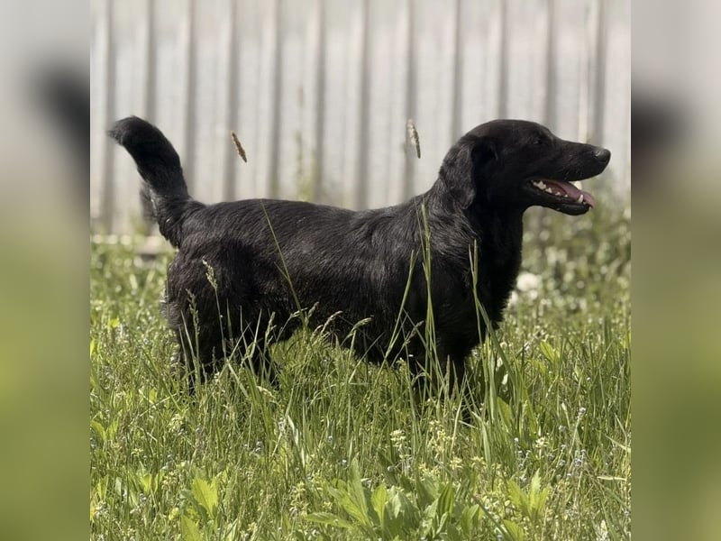 Sony ein absoluter Familienhund