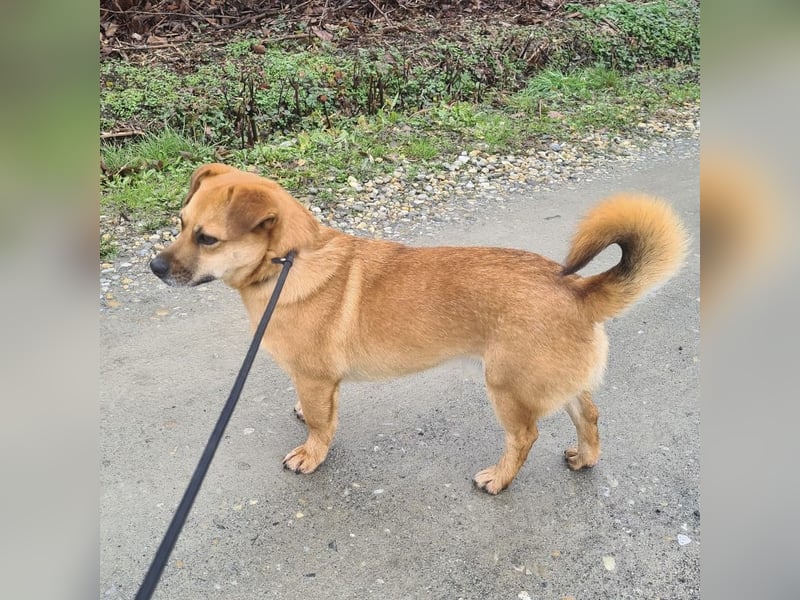 Gilbert ein kleiner freundlicher