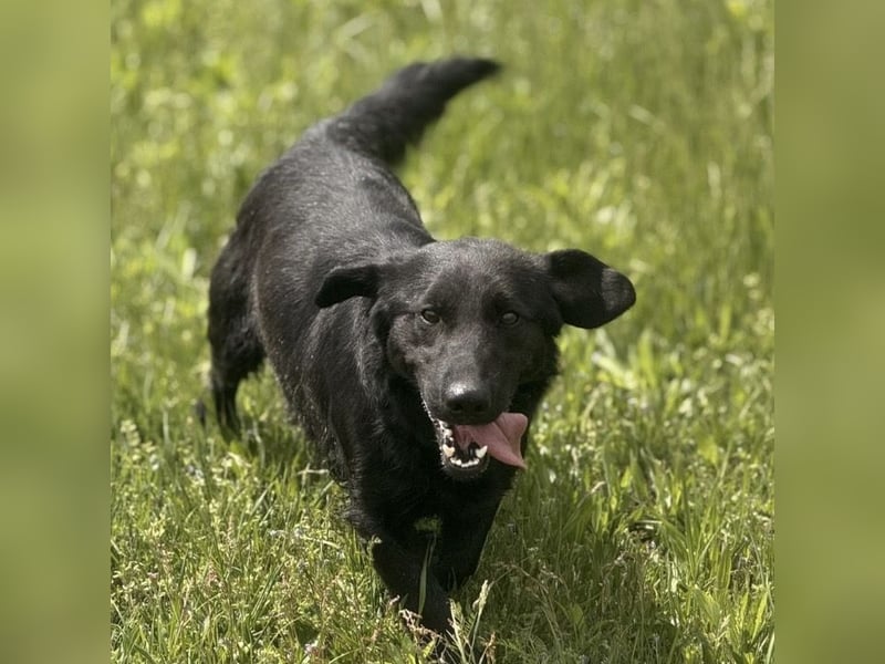 Sony ein absoluter Familienhund