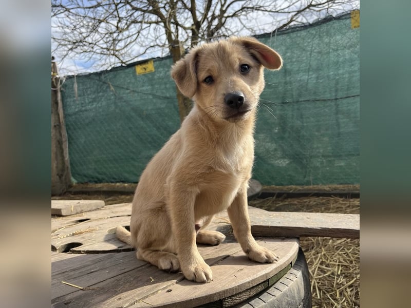 Lin ein verspielter freundlicher