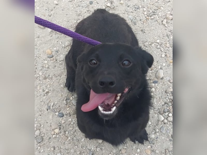 Elowen ein schwarzer Sonnenschein