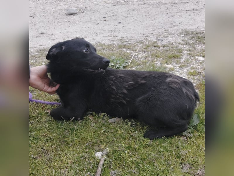 Elowen ein schwarzer Sonnenschein