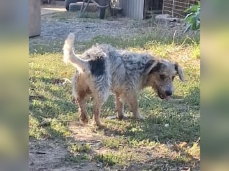 Chilly ein winziger Schatz