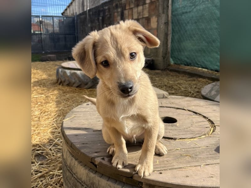 Lin ein verspielter freundlicher