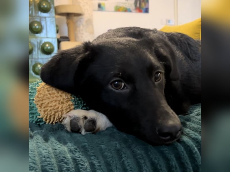 Lola ein Traumhaftes Wesen