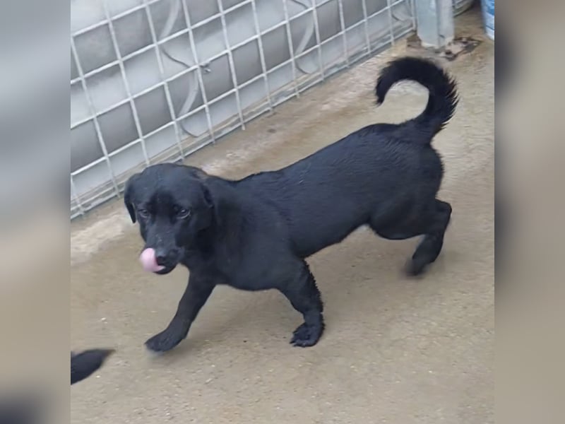 Niko ein schüchterner Schatz