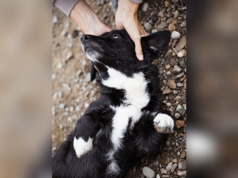 Bobi ein sanfter ruhiger Hundebub