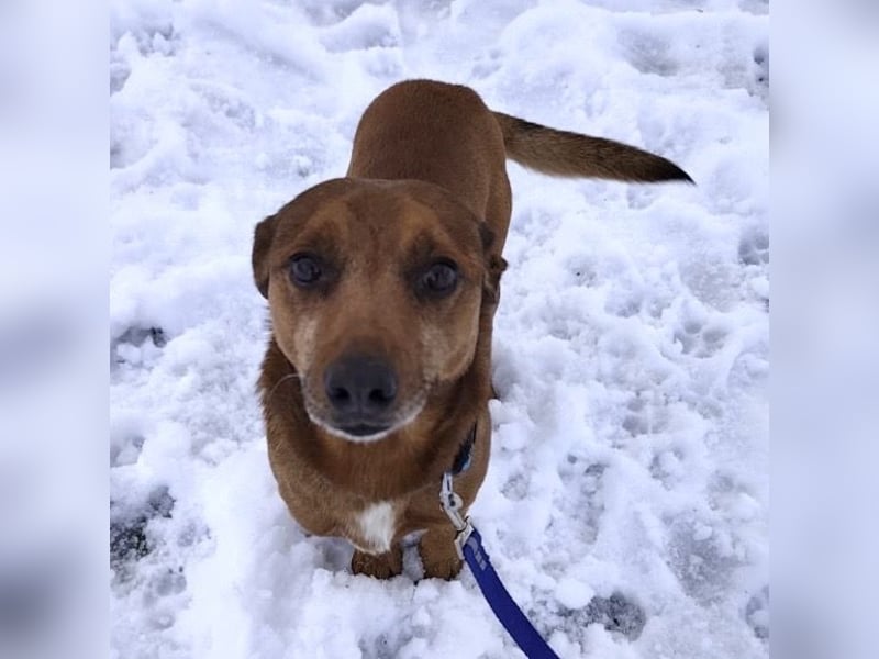 Moon ein super freundlicher Hundebub