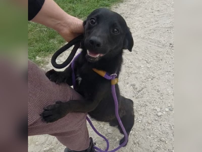 Elowen ein schwarzer Sonnenschein