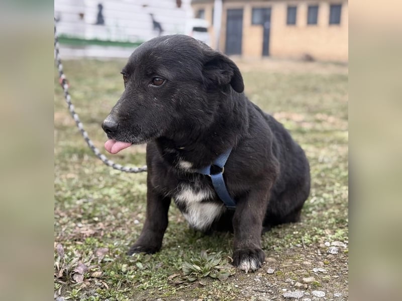 Pelle ein super lieber Hundebub