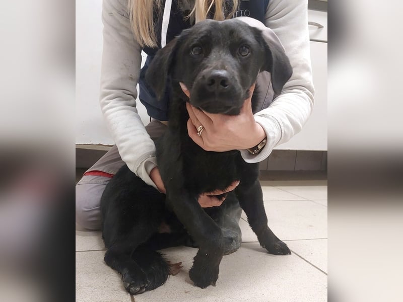 Niko ein schüchterner Schatz