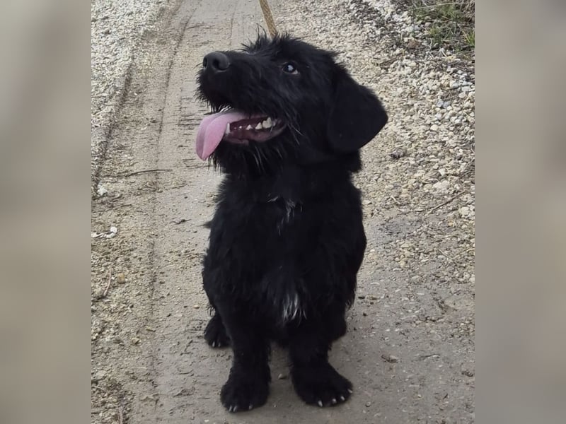 Pajdo ein fröhlicher Hundebub