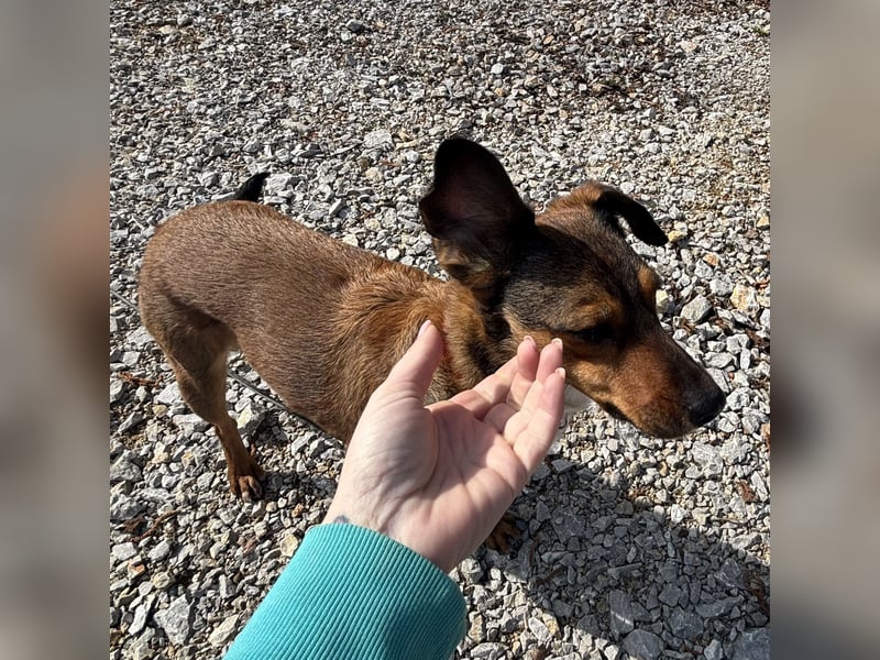 Suncica - Rizza eine sehr liebe Hündin