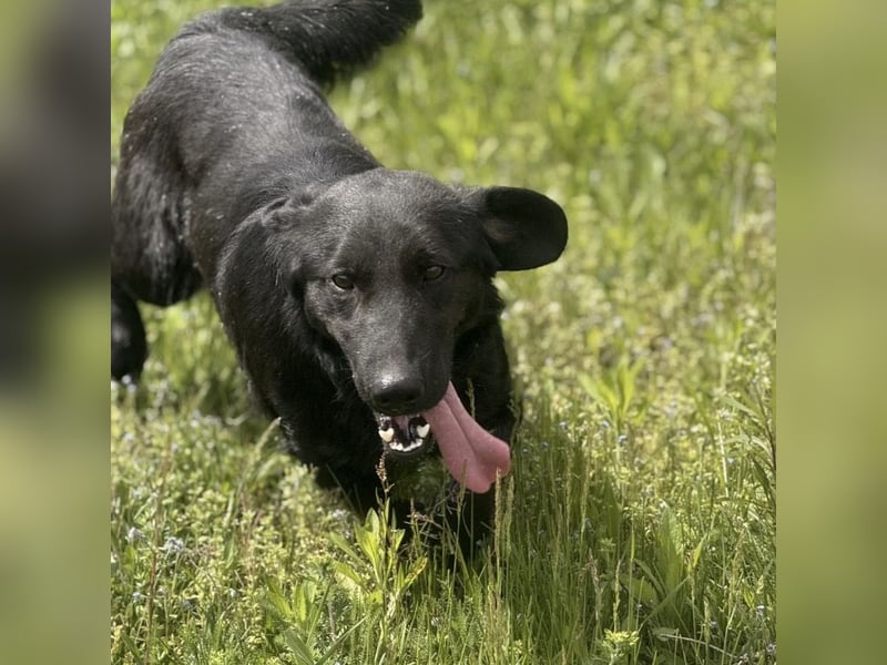 Sony ein absoluter Familienhund