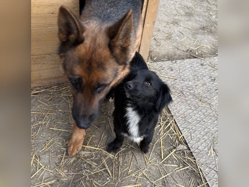 Kiera eine liebevolle winzige Hündin