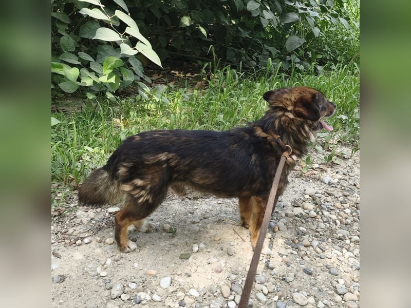 Bacon ein winziger Engel