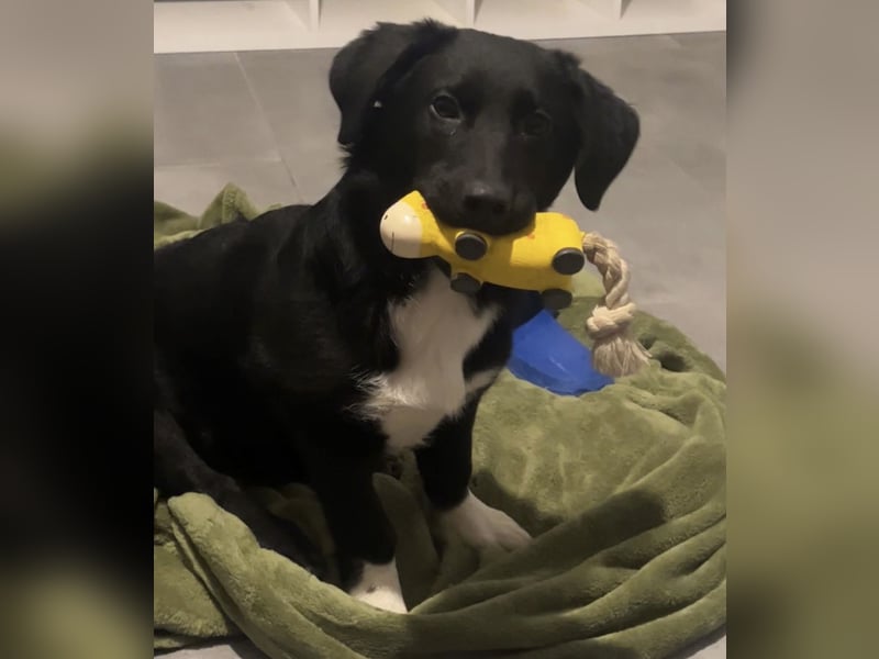 Lola ein Traumhaftes Wesen