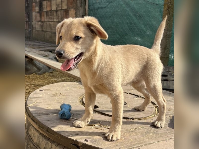 Lin ein verspielter freundlicher