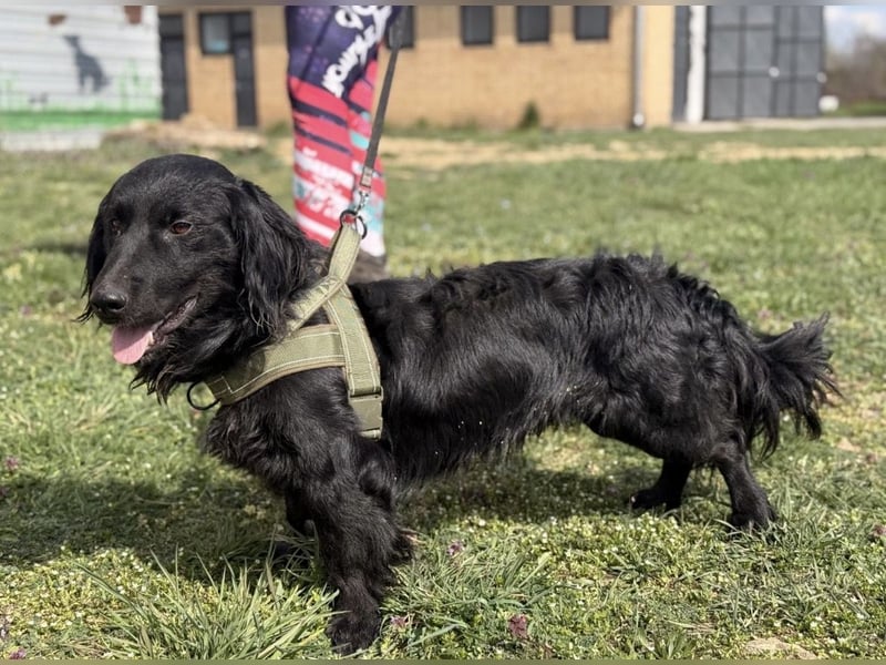 Mile ein besonderer Schatz