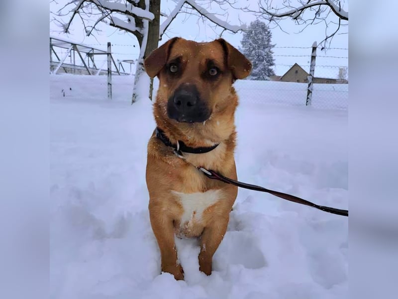 Dunna eine freundliche kleine Hündin