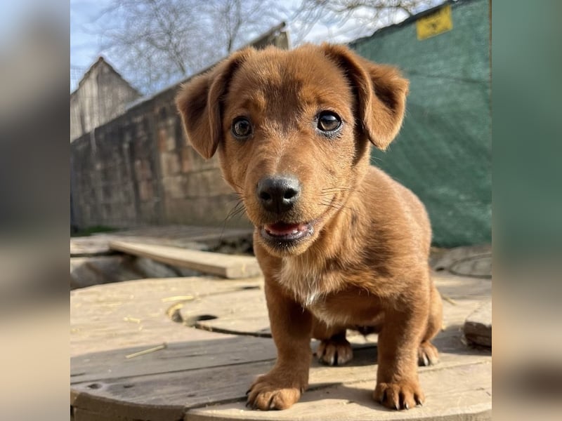 Bina ein freundliches Hundemädchen